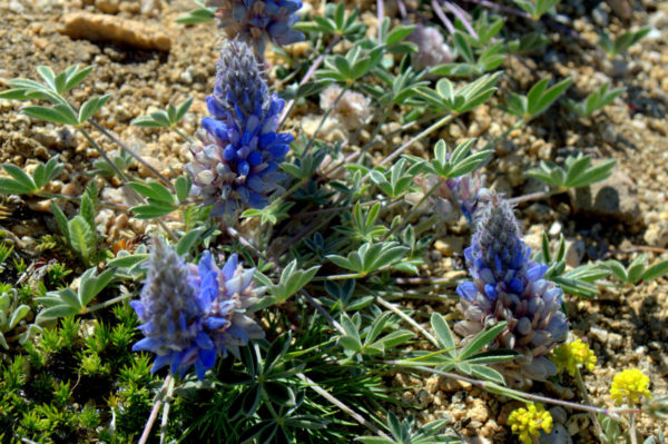 Mt. Ashland Lupine only grows on the summit